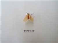 藏品(褐汙燈蛾)的圖片